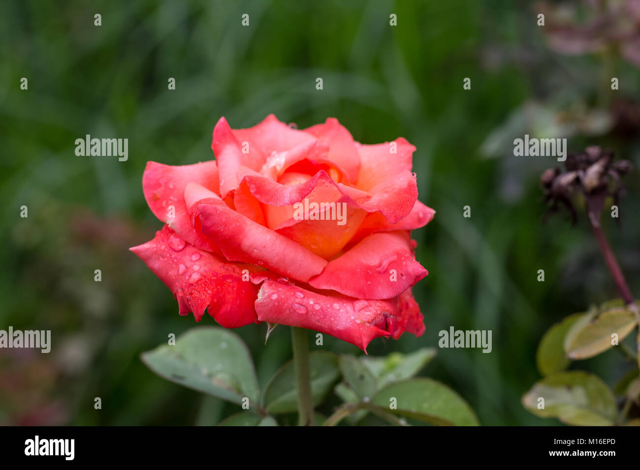Temprano en la mañana hermosa rosa jardín de flores, rocío sobre las rosas  con increíbles colores alrededor de cincuenta de tipos y variedades de rosa  en este jardín Fotografía de stock -