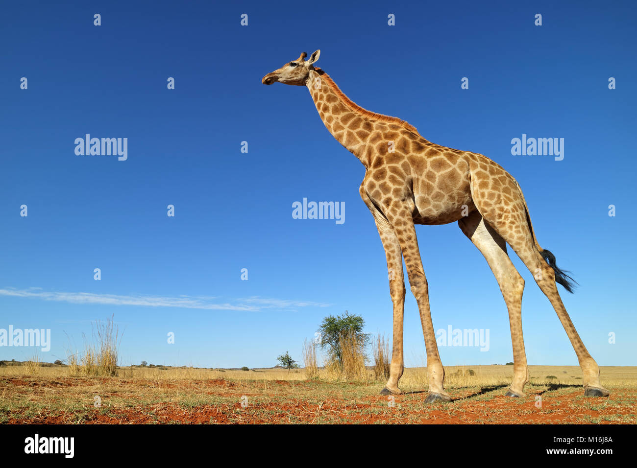 Ángulo de visión baja de una jirafa (Giraffa camelopardalis) contra un cielo azul, Sudáfrica Foto de stock
