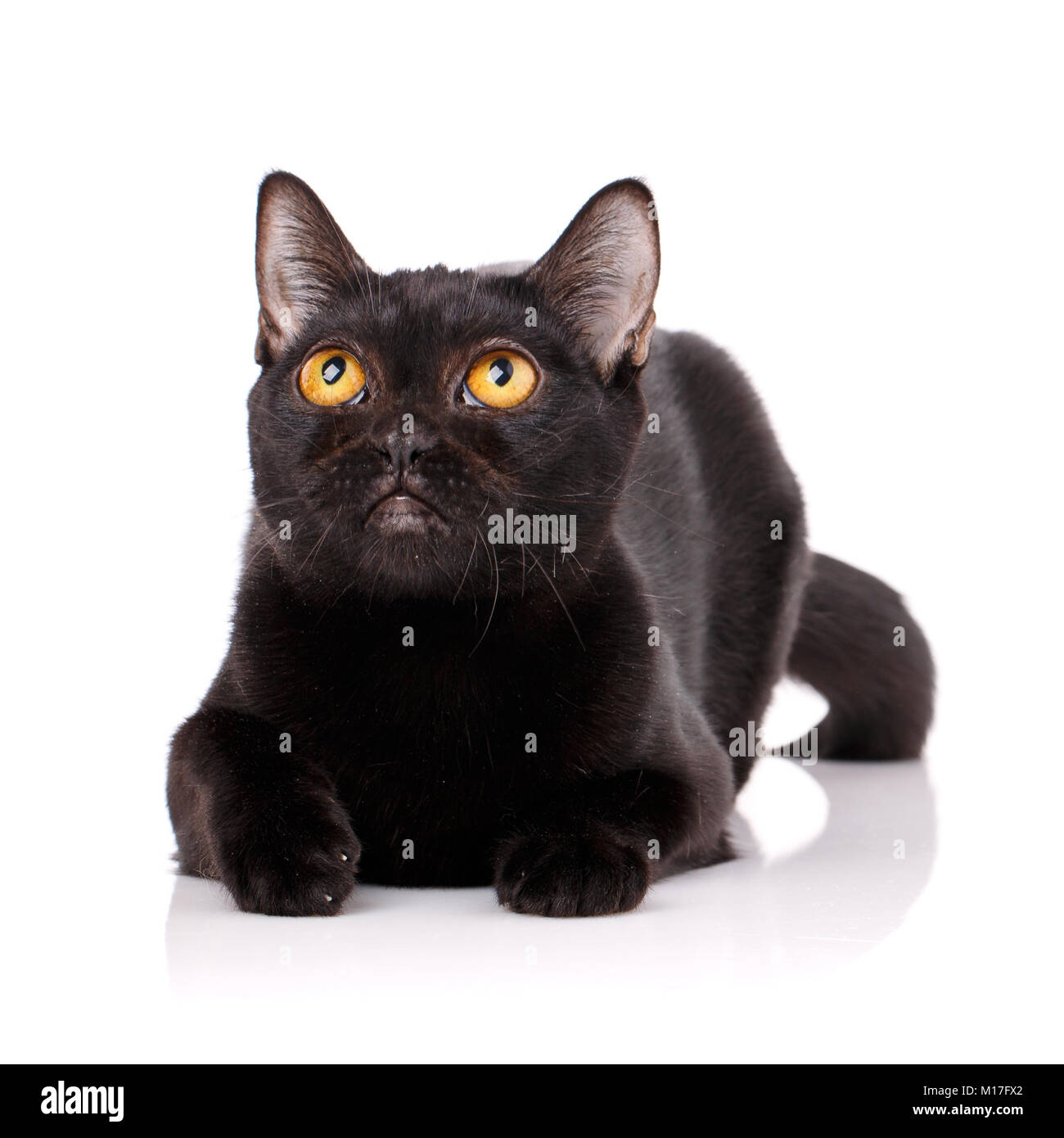 Bombay gato negro de ojos amarillos tumbado sobre un fondo blanco, mirando  hacia arriba Fotografía de stock - Alamy