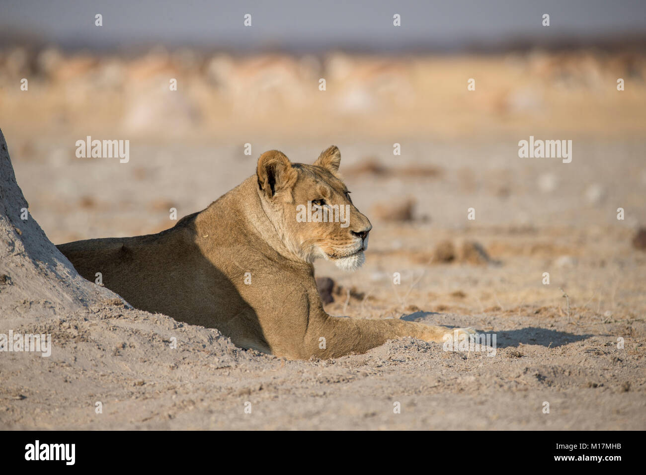 León tumbado en el abrevadero de Nxai pans en Botswana con gacela en el fondo Foto de stock
