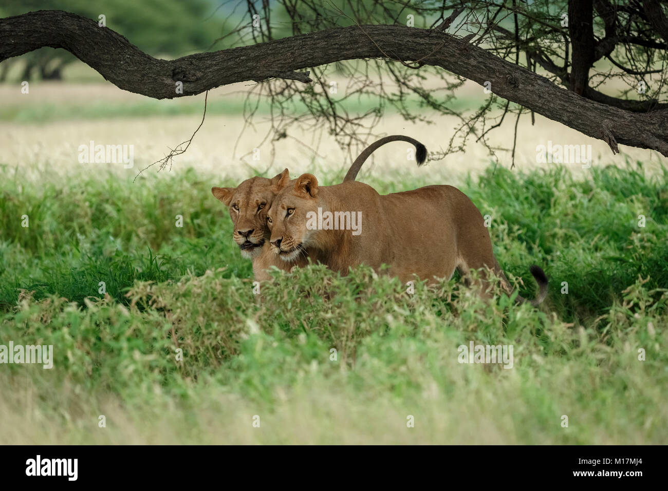 Dos leonas caricias y roces en mucho pasto verde en la reserva de caza del Kalahari central en Botsuana Foto de stock