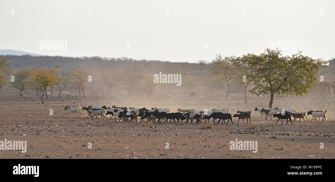 Rebaño de cabras en sabana seca,Kaokoveld,Namibia Foto de stock