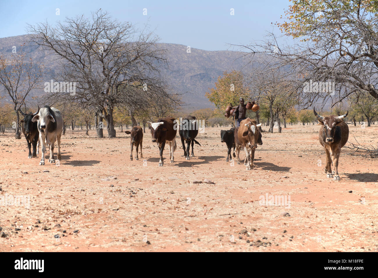 Himbas hombre conduce el ganado por el árbol seco savannah,Kaokoveld,Namibia Foto de stock