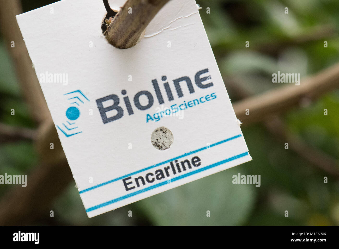 Control biológico en el invernadero - tarjeta Encarline de una avispa parasitoide Encarsia formosa - utilizados para el control de mosca blanca Foto de stock