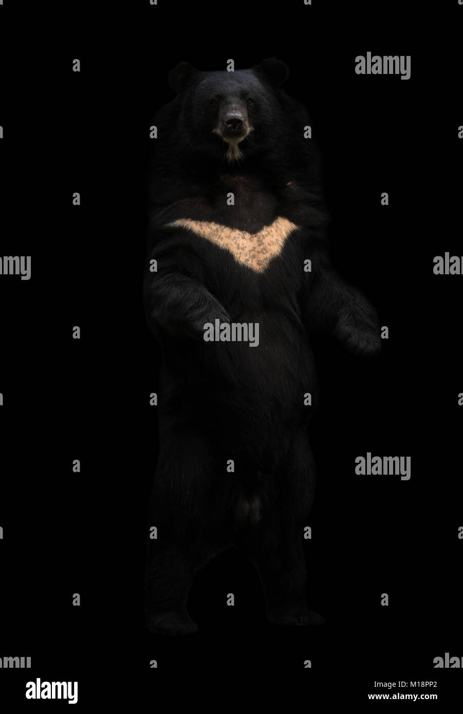 Oso Negro Asiático o luna bear de pie en la oscuridad. Foto de stock