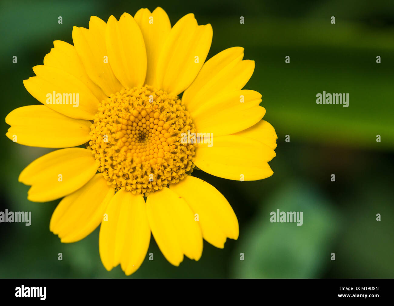 Una foto de una flor caléndula de maíz. Foto de stock