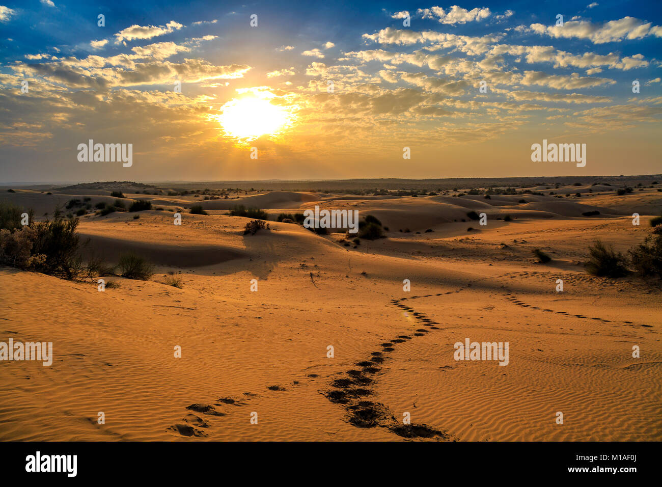 Atardecer en el desierto de Thar Jaisalmer, Rajasthan India con moody sky Foto de stock