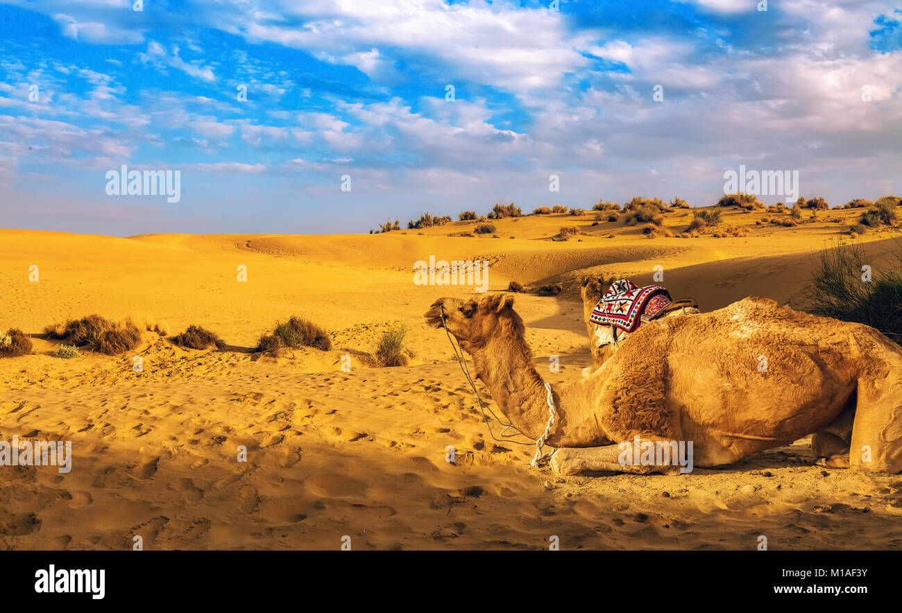 Los camellos descansan sobre las dunas del desierto de Thar Jaisalmer, Rajasthan India. Foto de stock