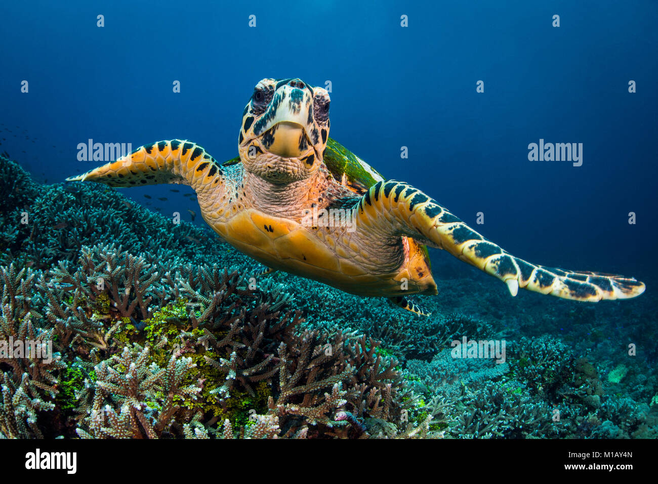 Una Tortuga Carey nadando hacia la cámara, a través de un impresionante arrecife de coral en el Parque Nacional de Komodo (Indonesia). Foto de stock