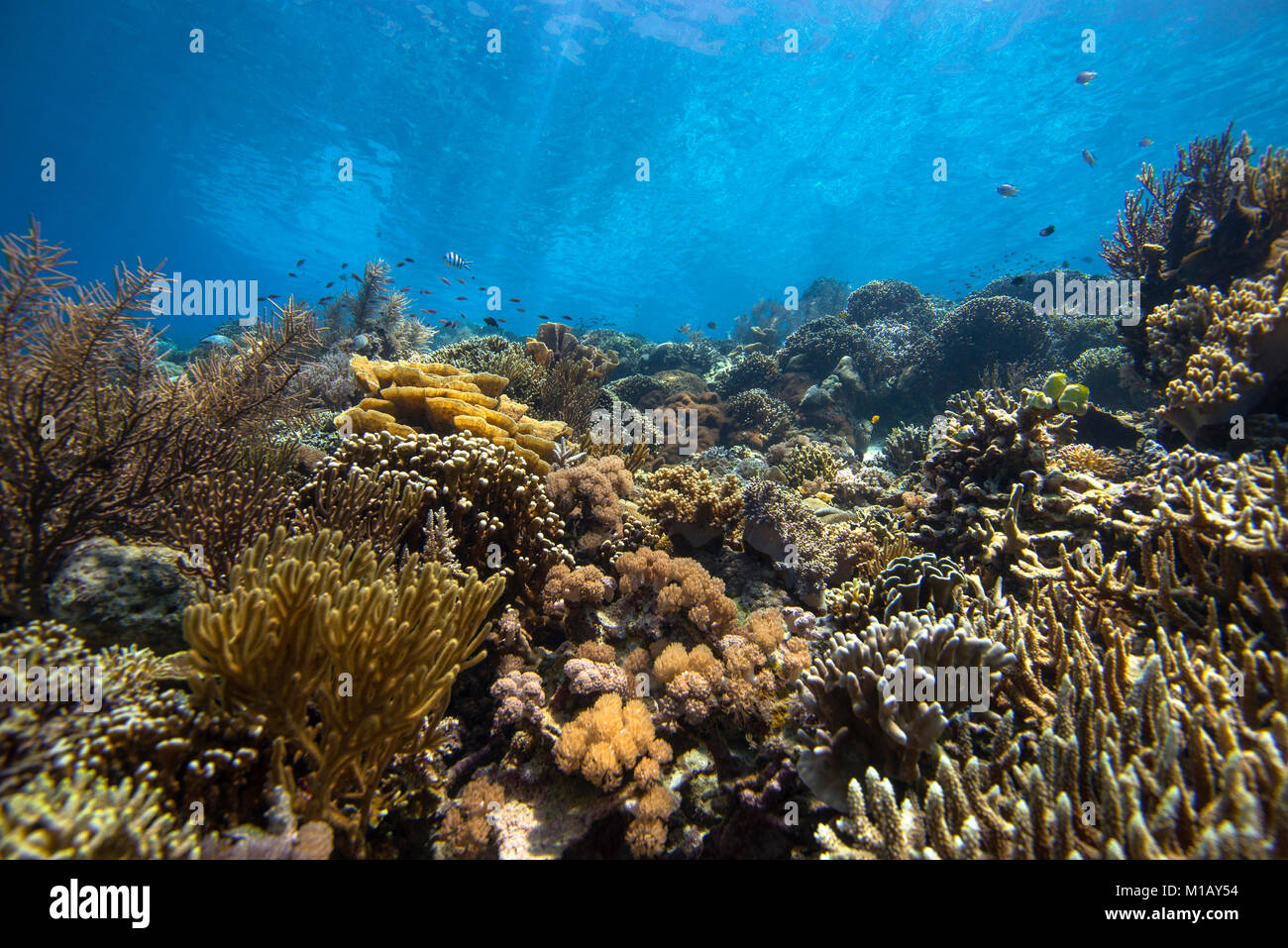 Prístino y hermoso jardín de coral en aguas poco profundas, agua tropical, con muchos corales duros y blandos, y algunos peces de arrecife, en el Parque Nacional de Komodo (Indonesia) Foto de stock