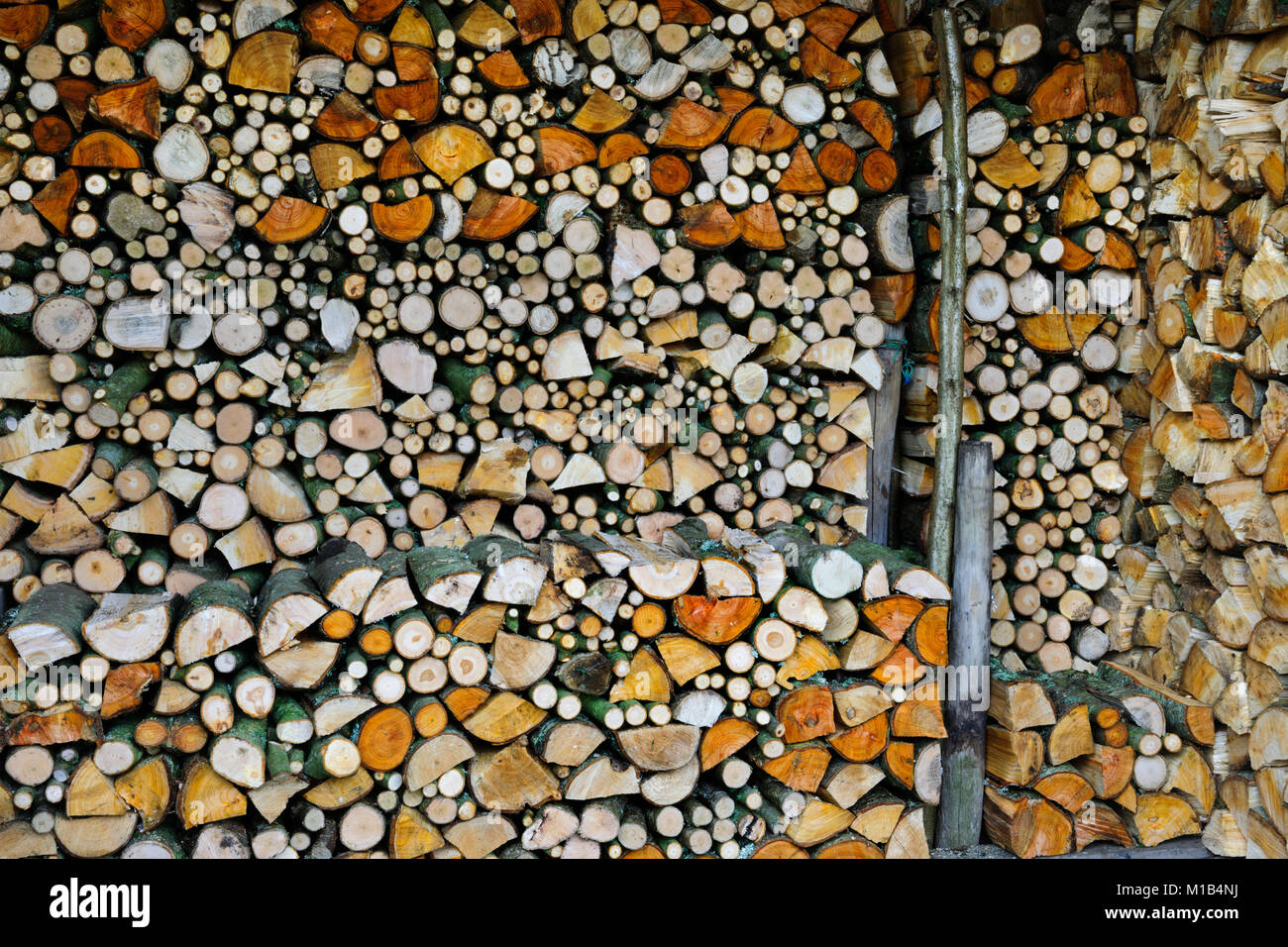 Home crecido recién cortado y dividido, la leña apilada en el cobertizo de madera abierto al aire seco. Las diferentes especies tienen diferentes colores hasta que se seque. Foto de stock