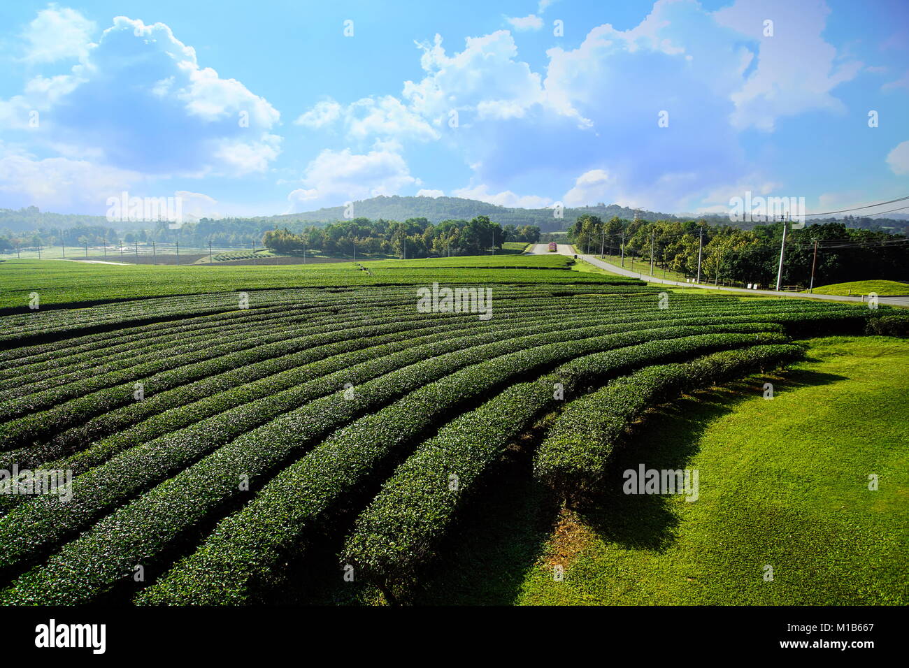 Paisaje de fondo de cielo azul de las plantaciones de té en Chiang Rai, Tailandia Foto de stock
