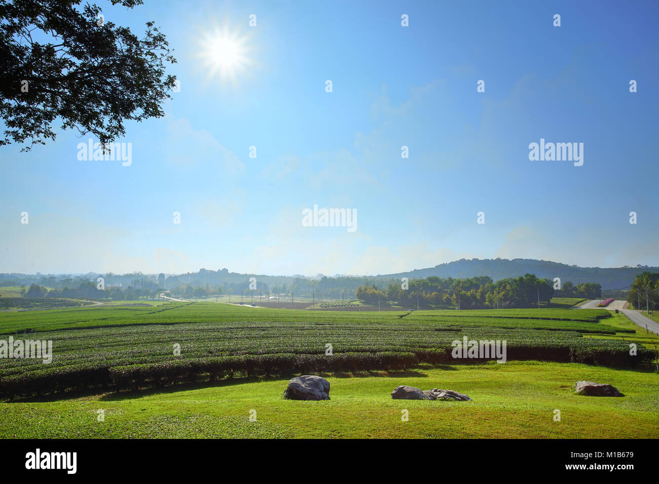 Paisaje de fondo de cielo azul de las plantaciones de té en Chiang Rai, Tailandia Foto de stock