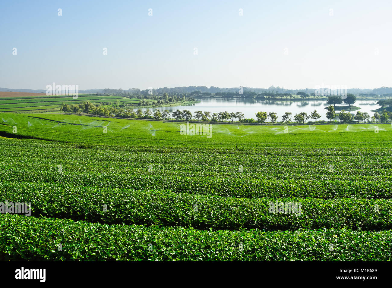 Paisaje de las plantaciones de té, Campo Verde en Chiang Rai, Tailandia Foto de stock