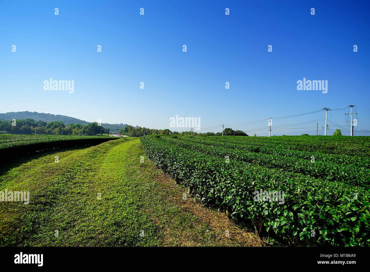 Paisaje de fondo de cielo azul de las plantaciones de té en Chiang Rai, Tailandia Foto de stock