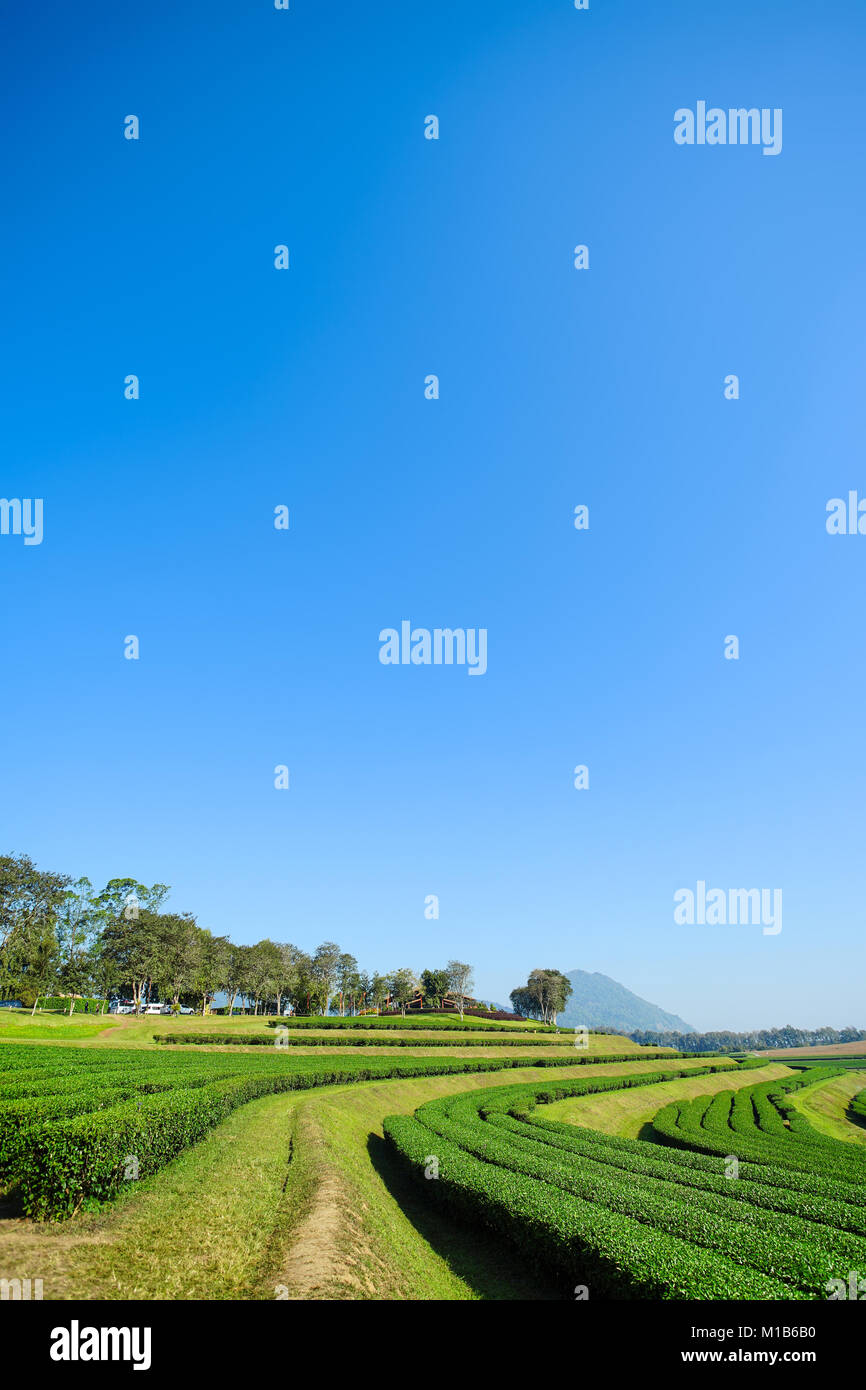 Paisaje de fondo de cielo azul de las plantaciones de té en Chiang Rai, Tailandia Foto de stock