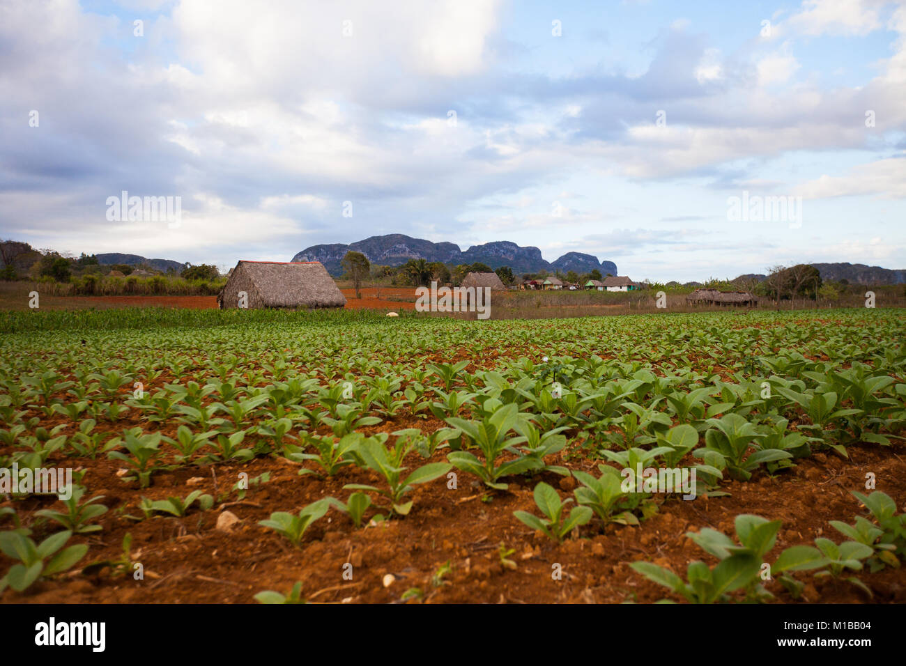 Granja de tabaco Foto de stock