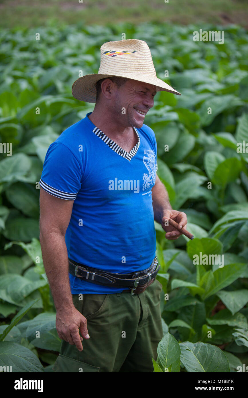 Agricultor de tabaco Foto de stock