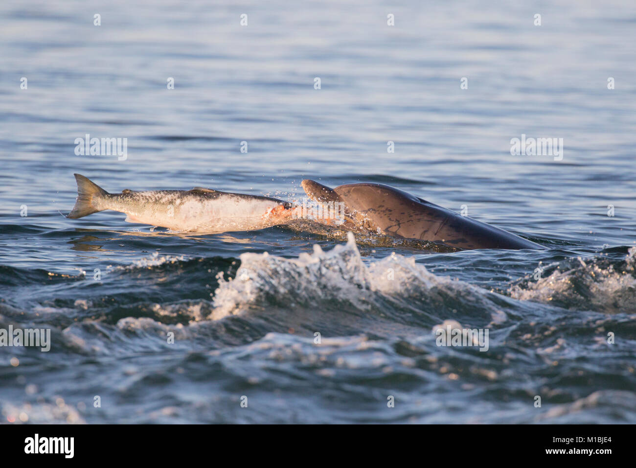 El delfín mular (Tursiops truncatus) comiendo un salmón en el Moray Firth, punto Chanonry, Scotland, Reino Unido Foto de stock