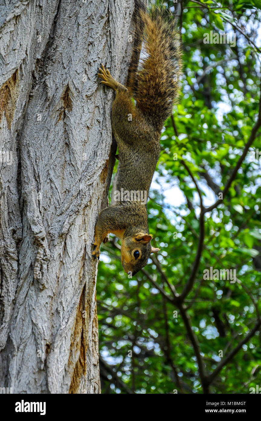 Fox en el árbol de ardilla trunck subiendo Foto de stock