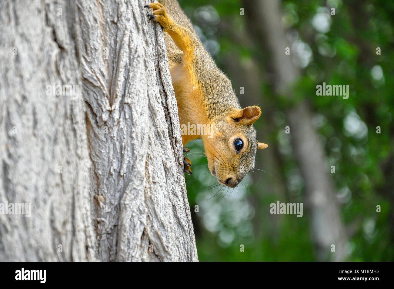 Fox en el árbol de ardilla trunck subiendo Foto de stock