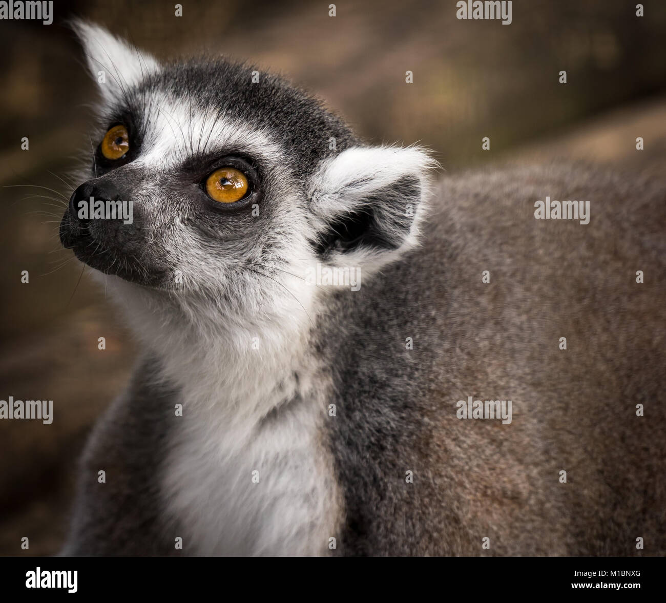 Lemur Closeup Foto de stock