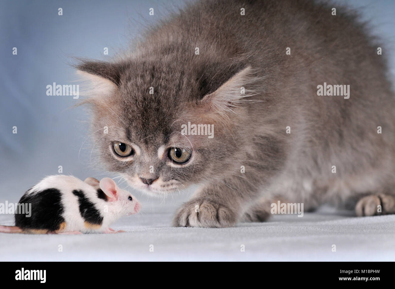 Jóvenes mezcla persa gato y ratón manchado Foto de stock