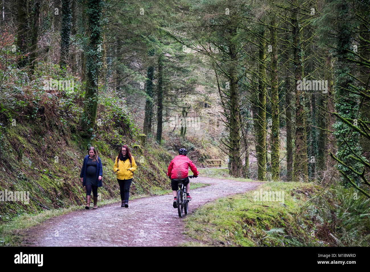 Un ciclista de montaña equitación últimos dos senderistas en un sendero en maderas Cardinham Bodmin Cornwall. Foto de stock