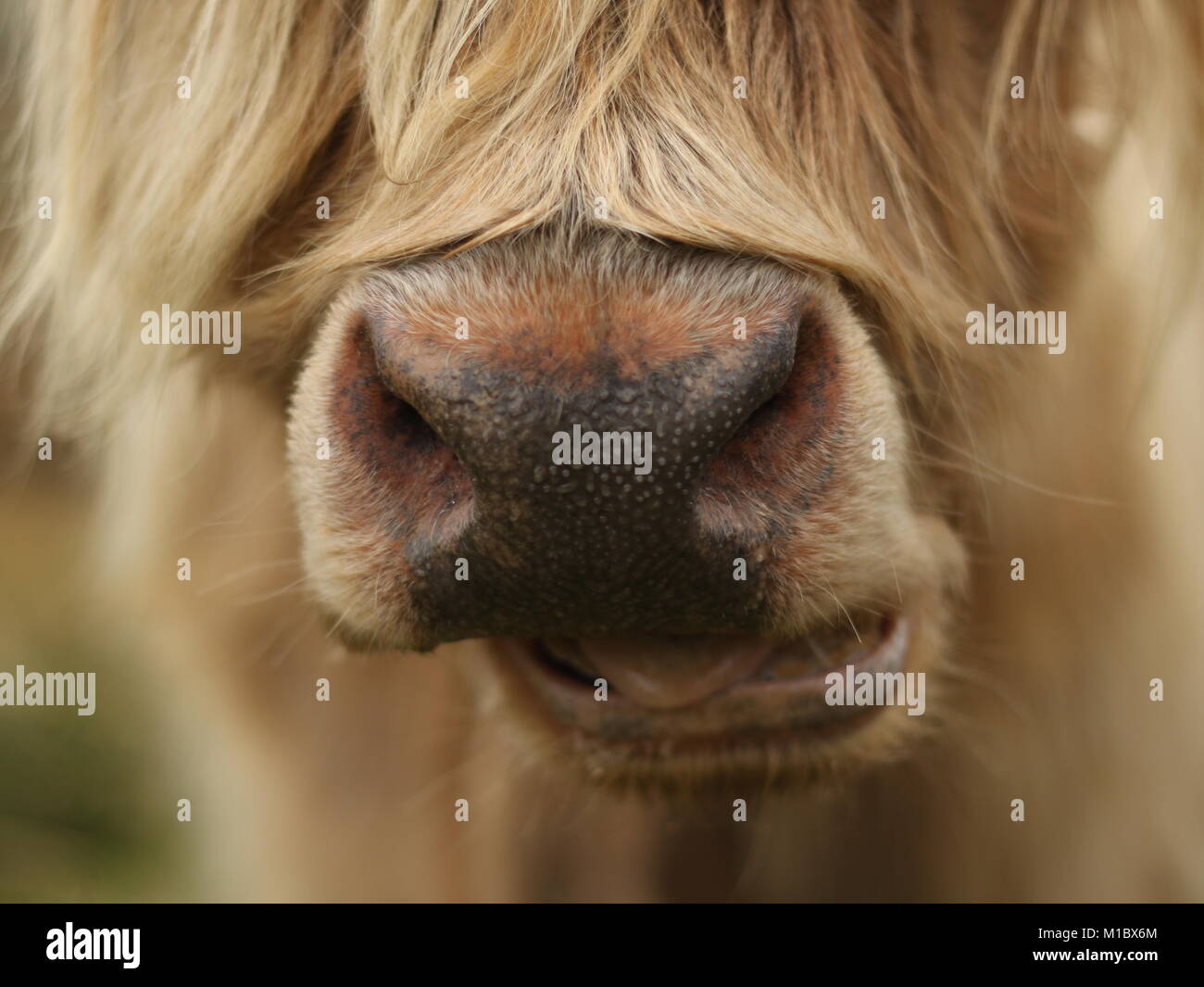 La bella textura de la nariz y cabello parted de Escocia la icónica "Highland Coo' Foto de stock