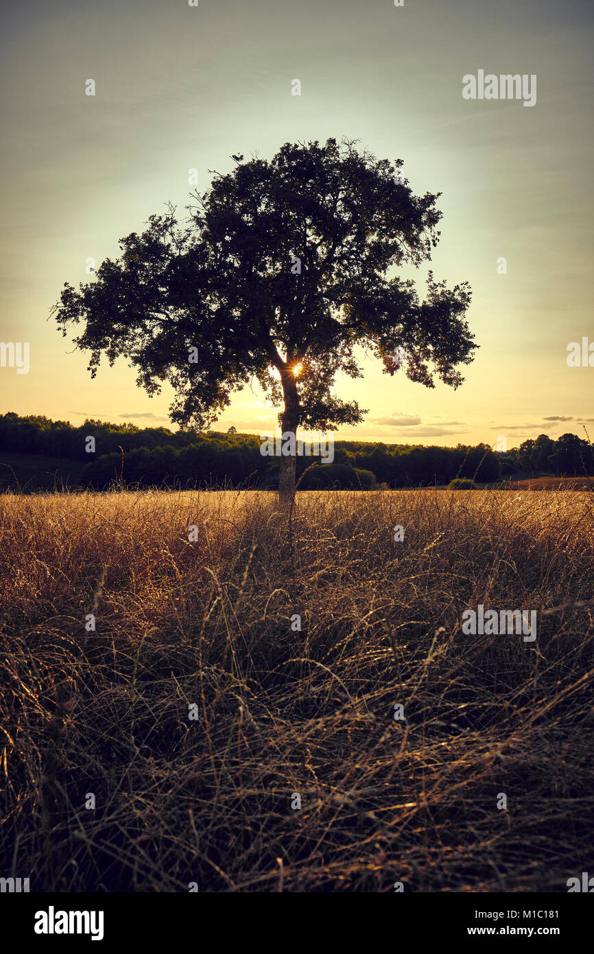 Un árbol en un campo iluminado a finales del sol del verano. Foto de stock