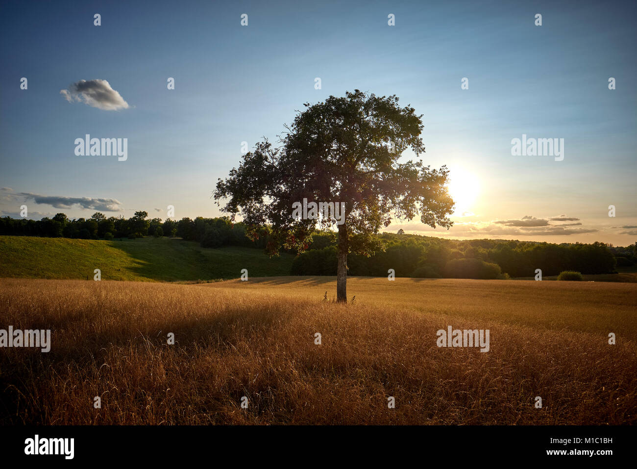 Un árbol en un campo iluminado a finales del sol del verano. Foto de stock