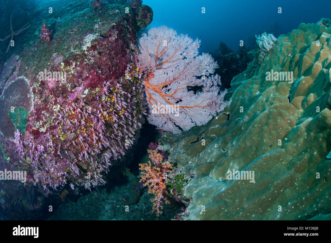 Arrecifes de coral en Elephant Head Rock sitio de buceo en el Mar de Andaman, Tailandia. Diciembre, 2017. Todavía hermosa, pero hay signos de enfermedades de coral. Foto de stock