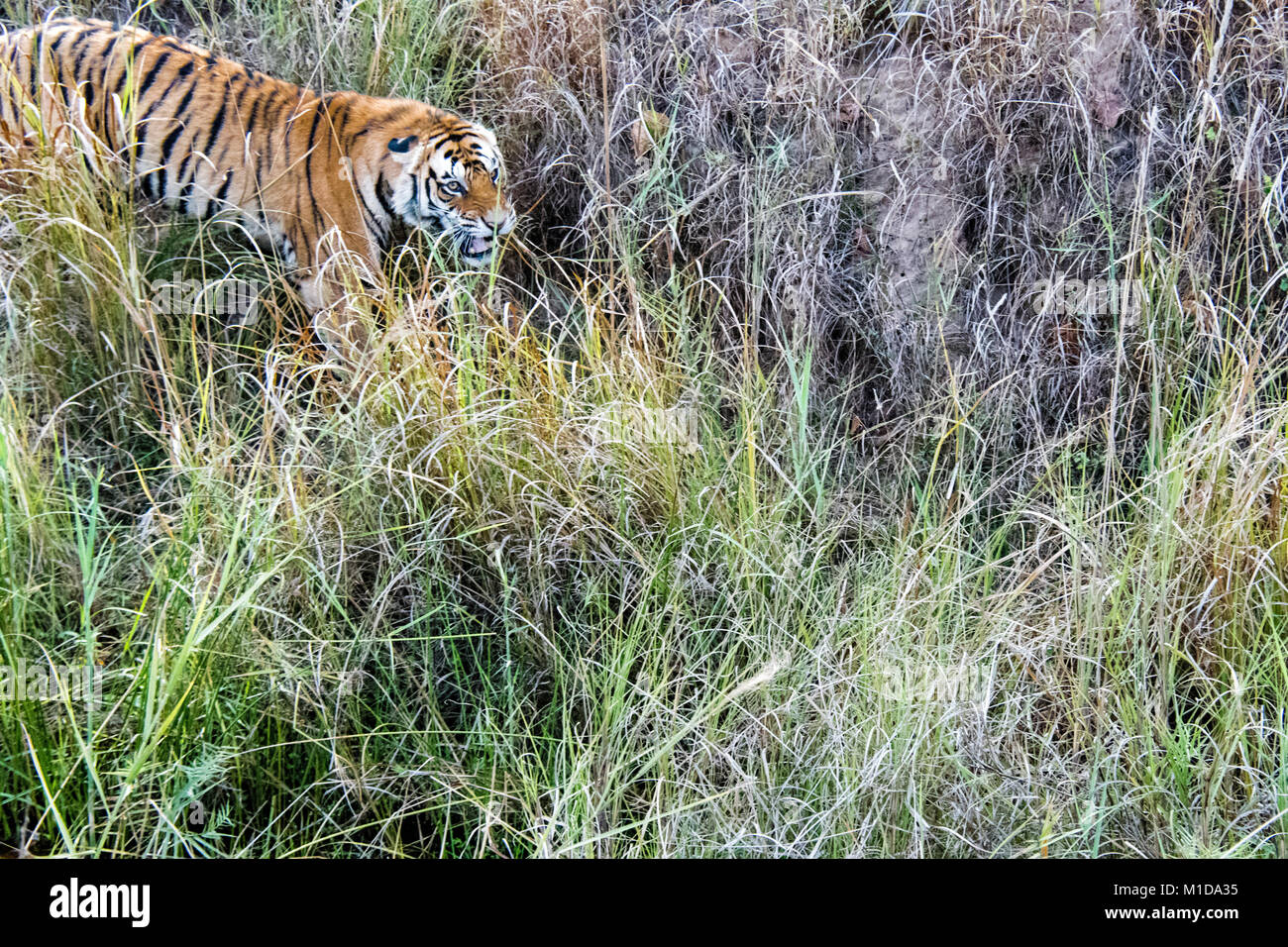 Tigre de Bengala salvajes, Panthera tigris tigris, gruñendo, atacando en Bandhavgarh reserva del tigre, Madhya Pradesh, India Foto de stock