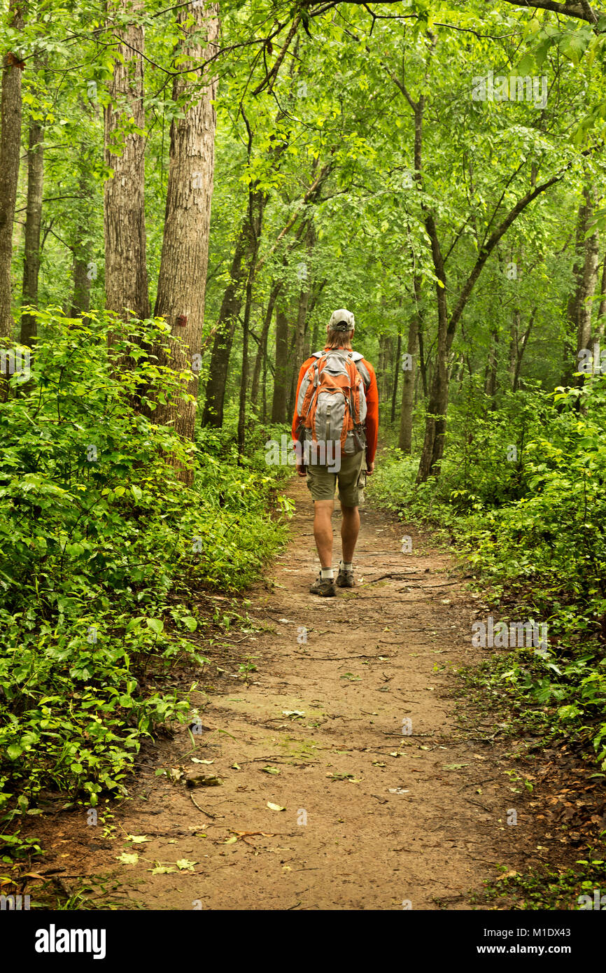 NC01719-00...North Carolina - Caminante tras el bluff Loop Trail como túneles a través de los bosques en la región de Medoc Mountain State Park. Foto de stock