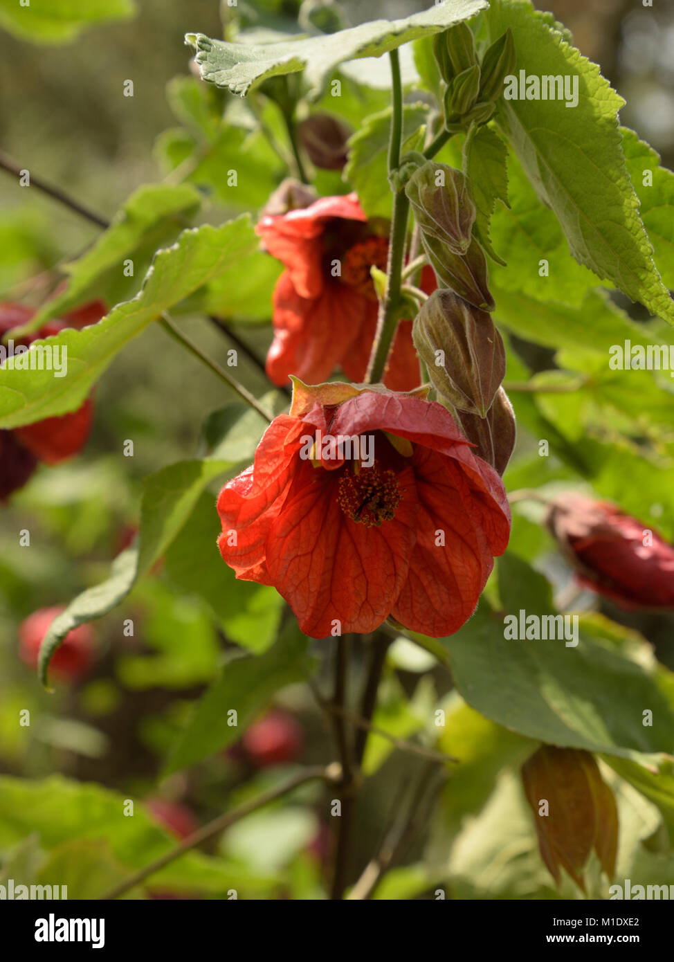 Abutilon 'Rojo' de Ashford a adornar Isla, Glengarriff Foto de stock