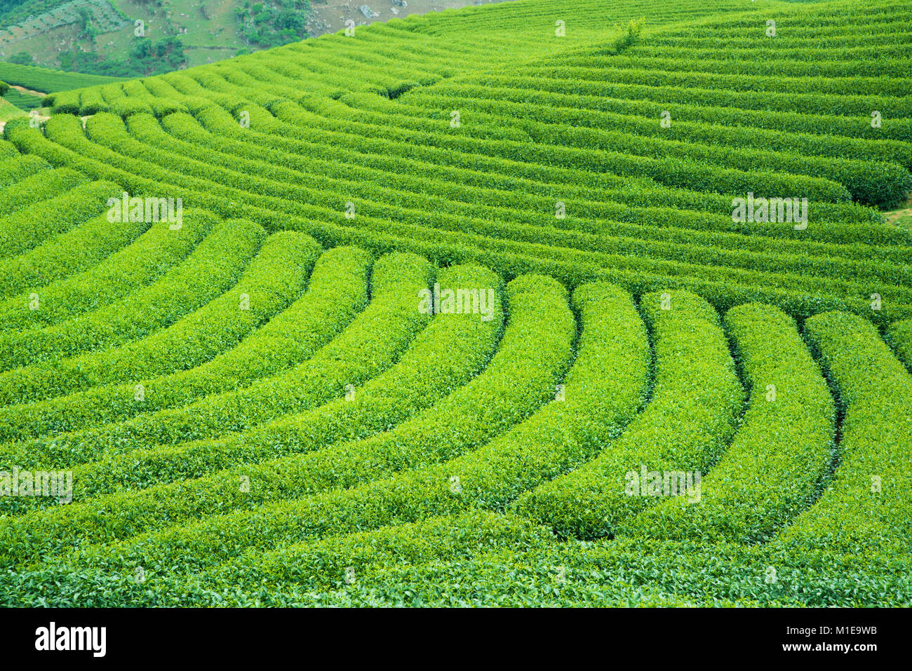 Plantación de té en Moc Chau village, hijo de la provincia, Vietnam Foto de stock