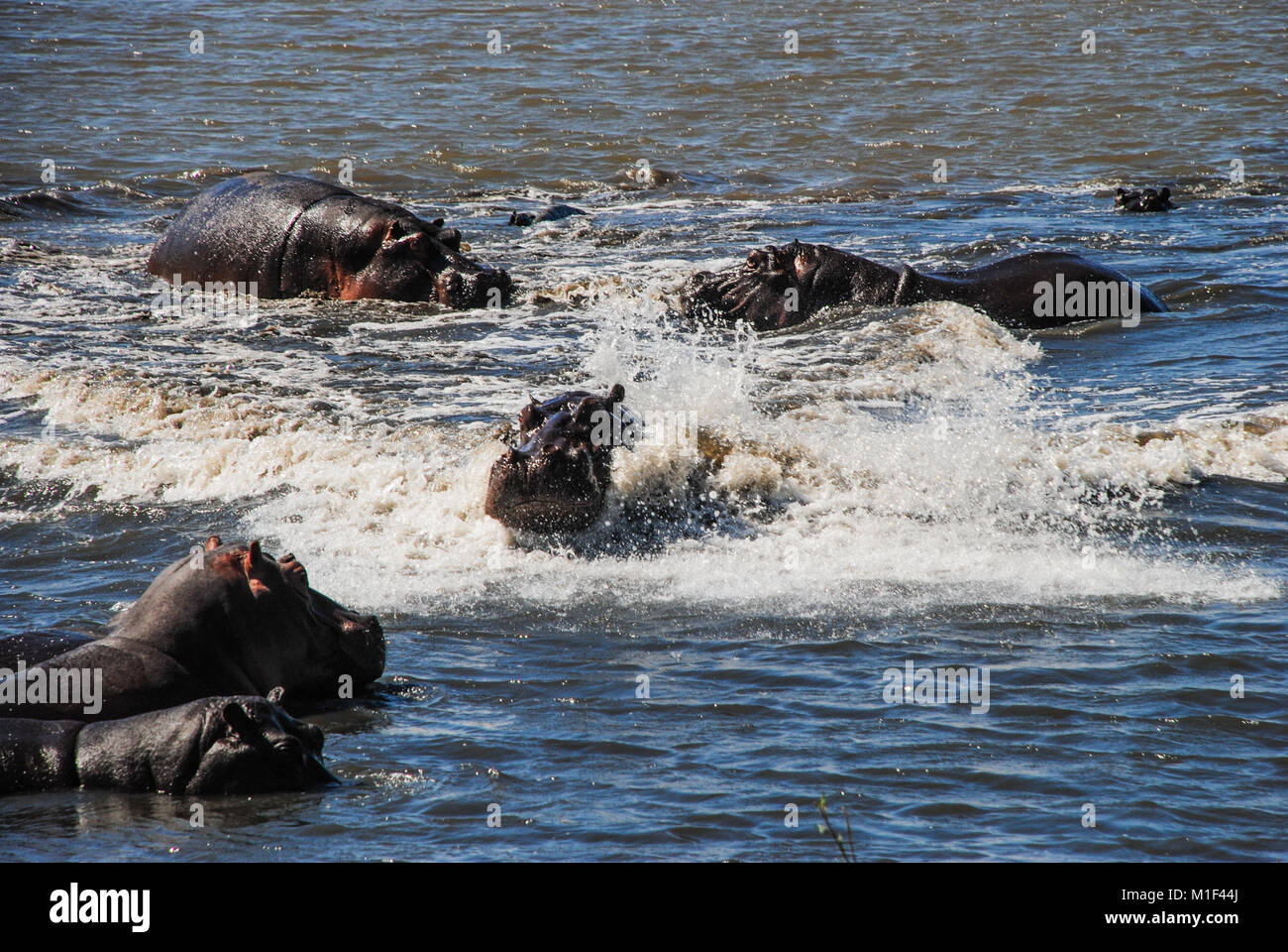 Hippo dispplaying macho agresión a otro macho Foto de stock