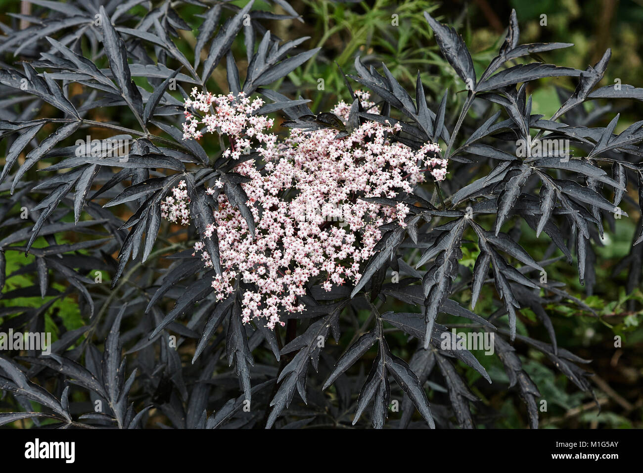 Un negro dejados Sambucus nigra en una cobertura. Foto de stock