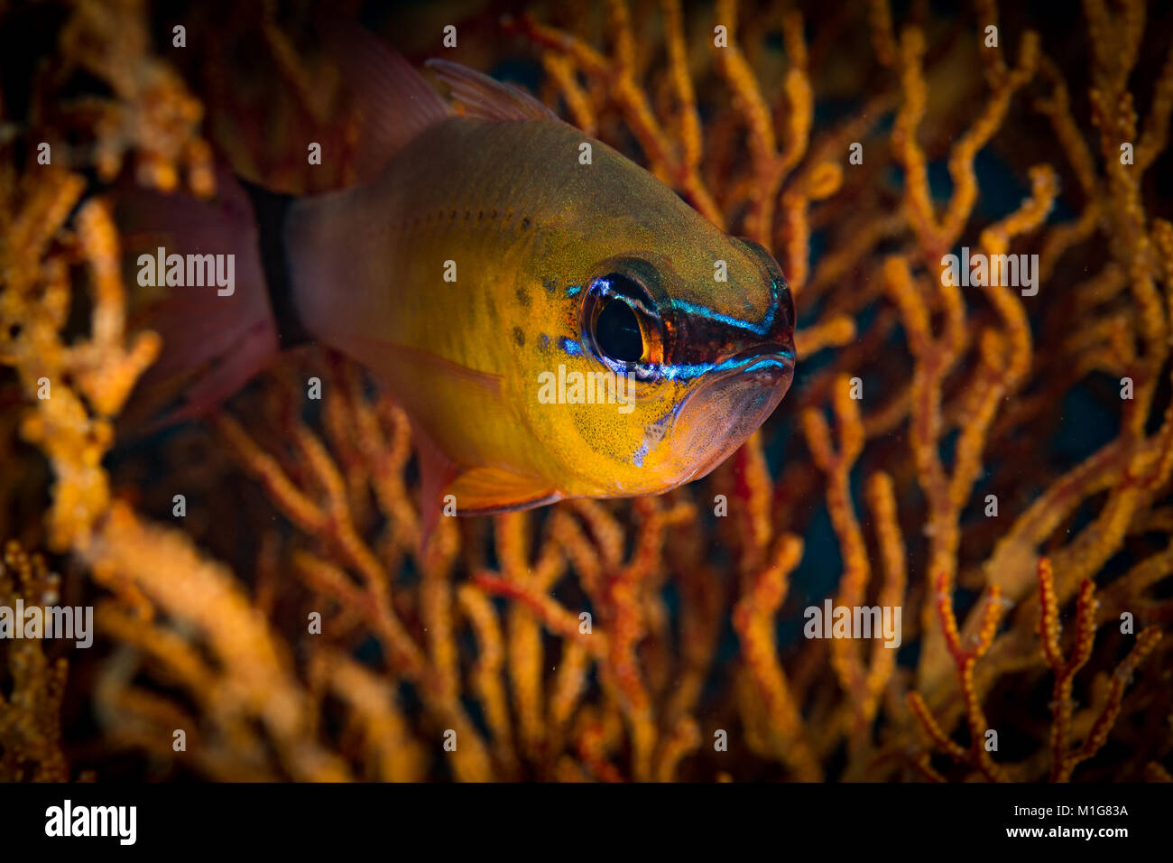 Un anillo-tail cardinalfish ( Apogon aureus) en el sitio de buceo Channle Manila, Puerto Gaalera, Filipinas Foto de stock