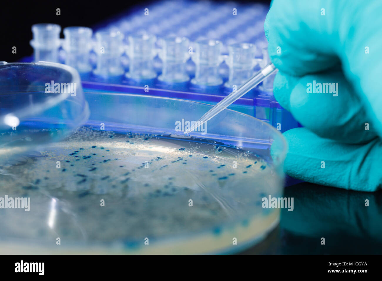 Scientist mano recoge las colonias de bacterias para la clonación de vector transgénico en el ADN plasmídico Foto de stock