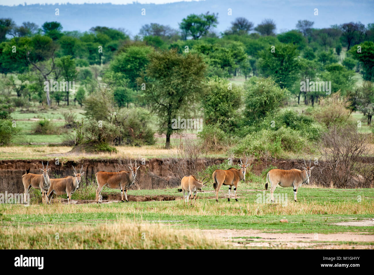 Antílopes eland común en el paisaje del Parque Nacional del Serengeti, sitio del patrimonio mundial de la UNESCO, Tanzania, África Foto de stock