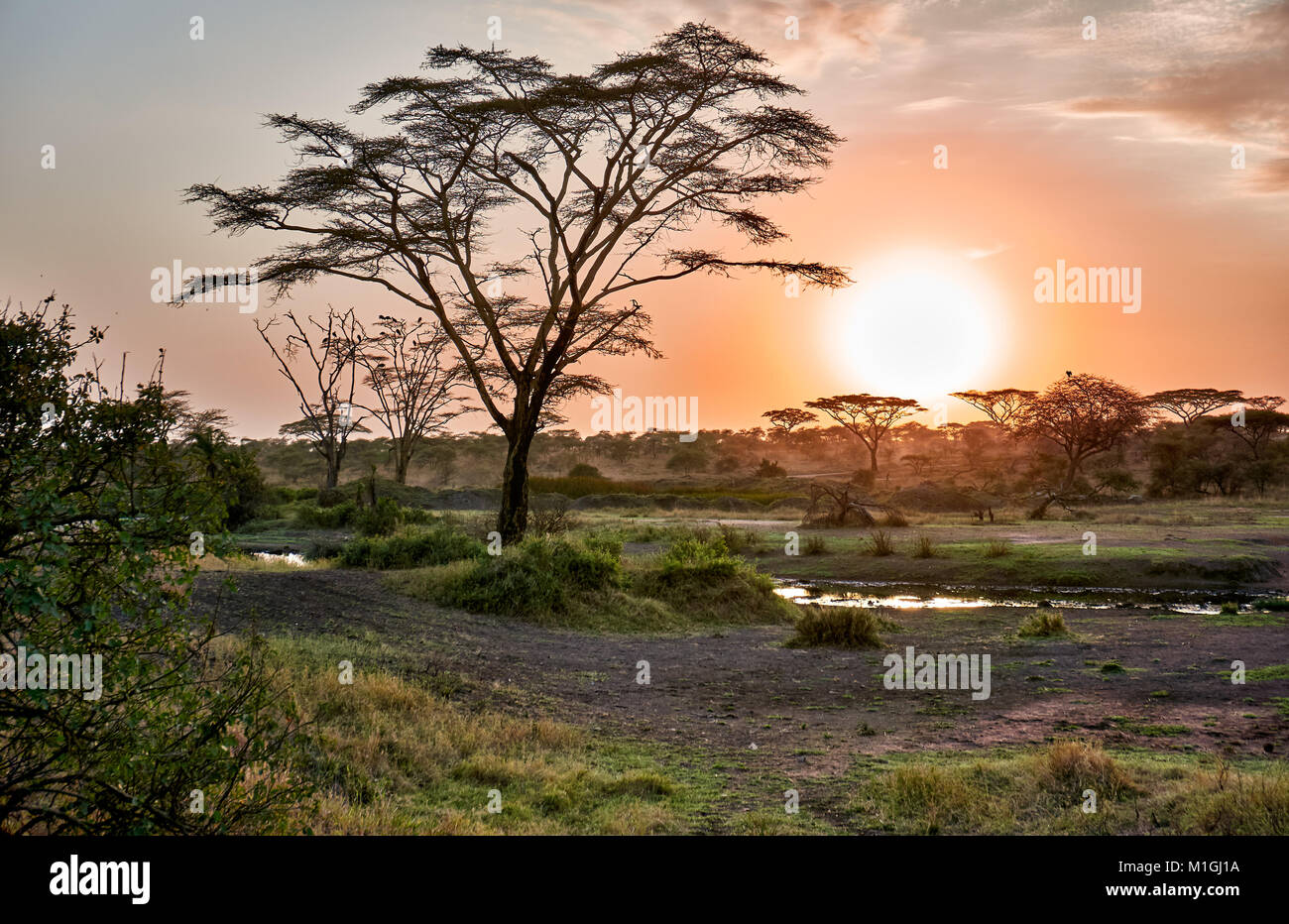 Amanecer en el Parque nacional Serengeti, sitio del patrimonio mundial de la UNESCO, Tanzania, África Foto de stock