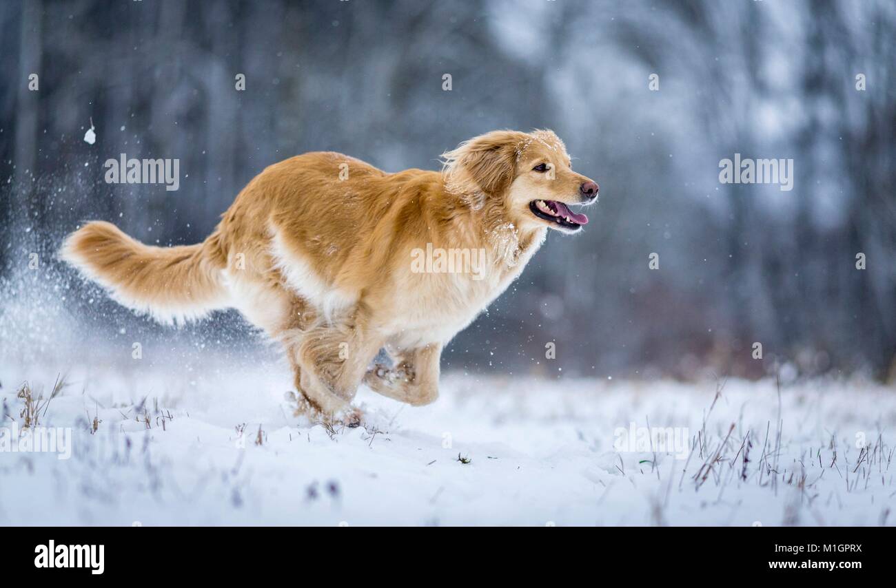 Hovawart. Perro adulto se ejecuta en una pastura nevados. Alemania. Foto de stock