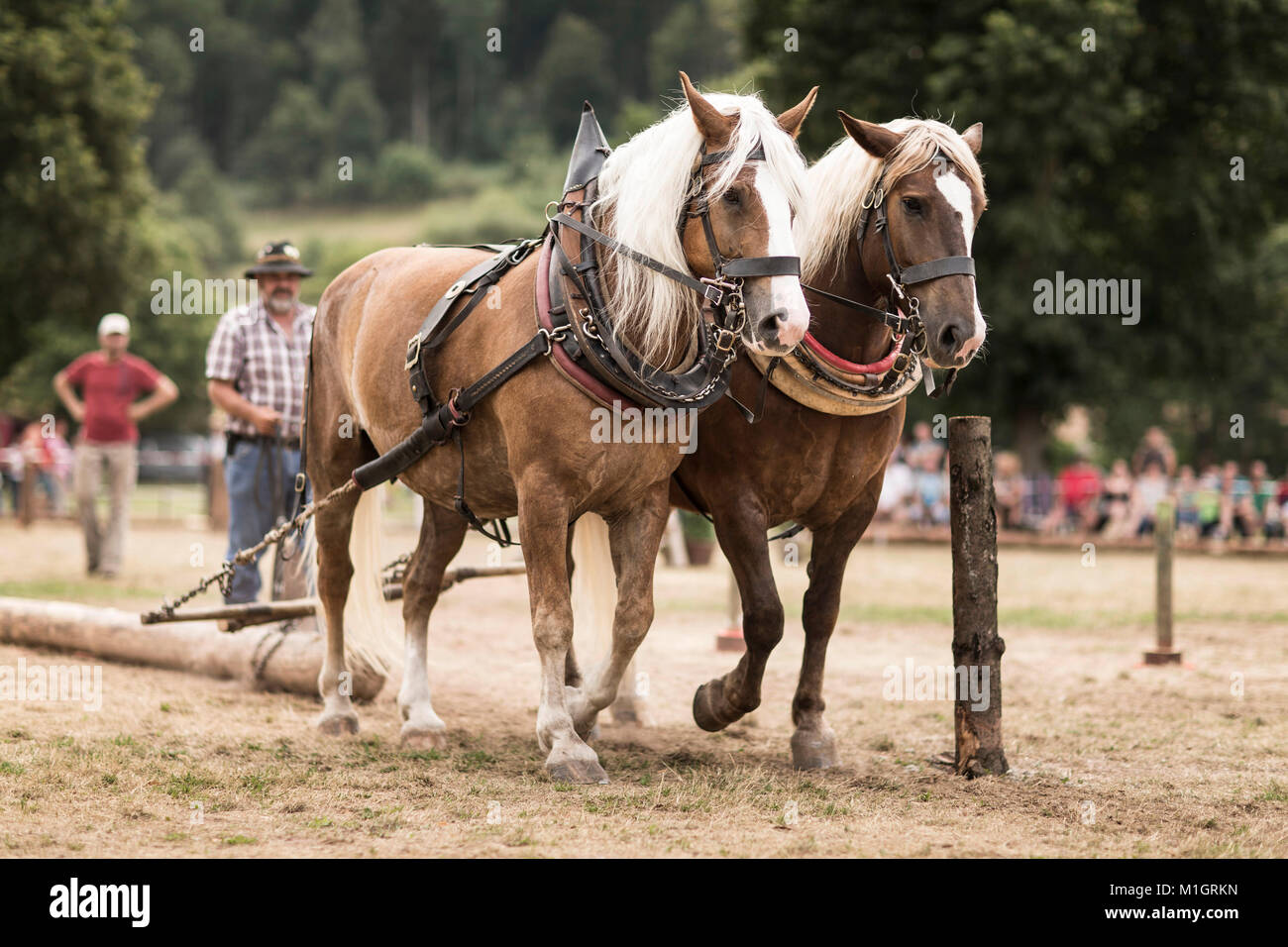 Coldblood alemana del sur del Bosque Negro y caballo. Equipo de dos durante una competencia de registro en Baviera, Alemania .. Foto de stock