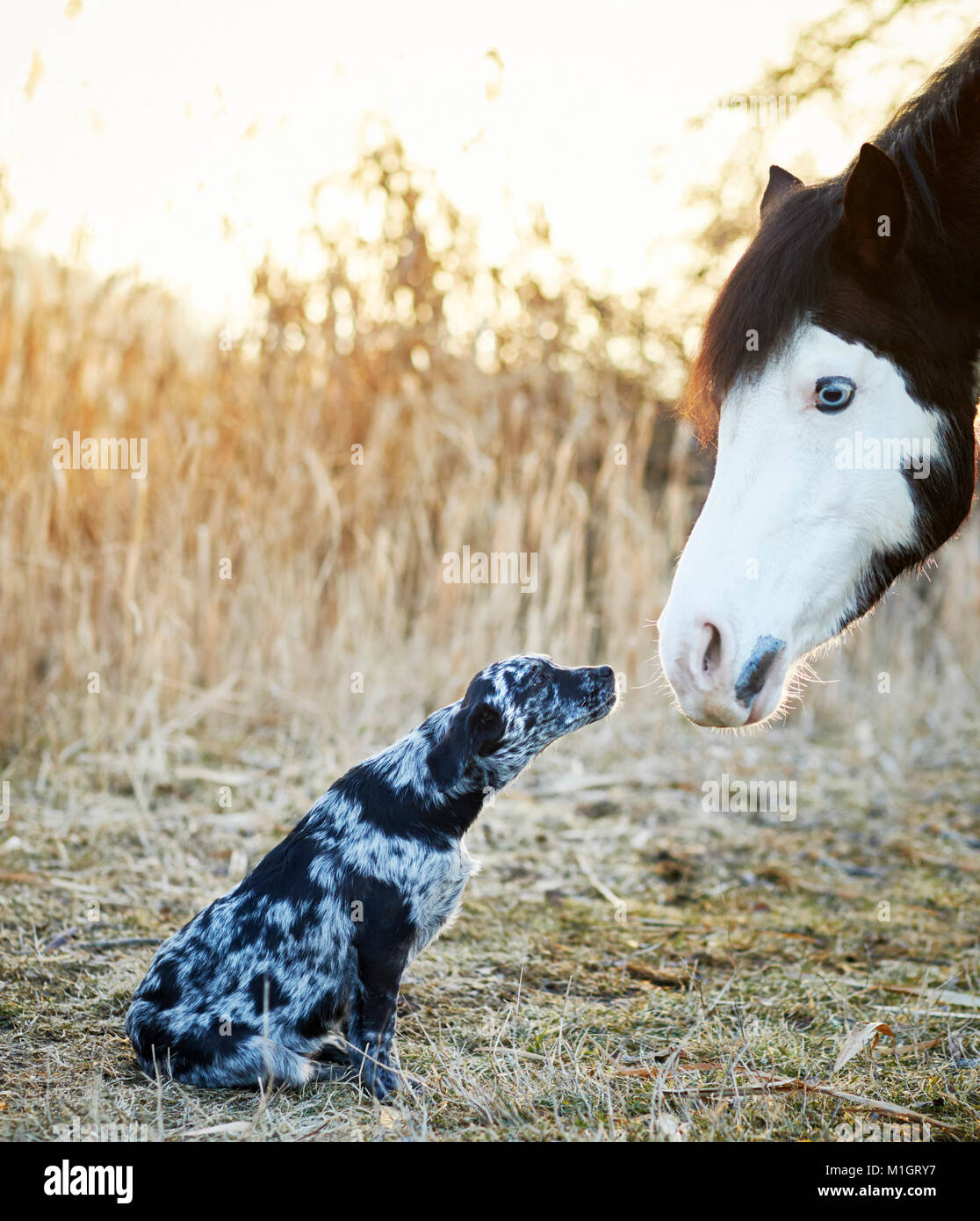 Amistad: Pintabian Animal y joven perro de raza mixta interactuando. Alemania Foto de stock