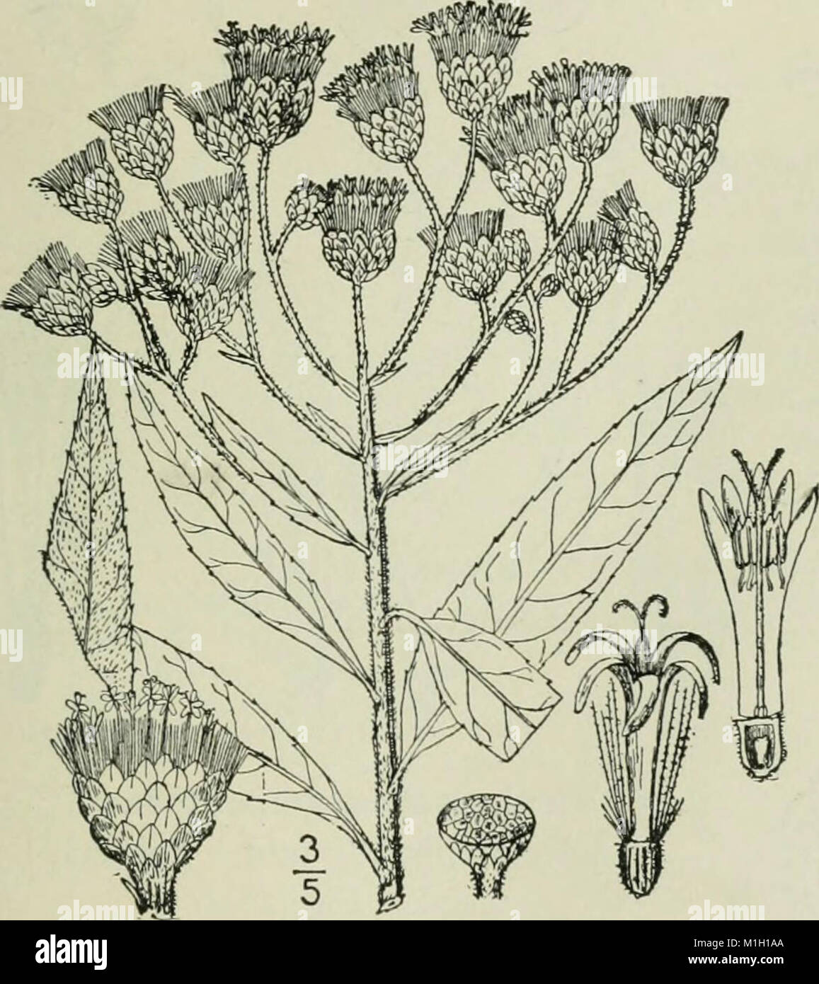 Un ilustrado de la flora del norte de Estados Unidos, Canadá y las posesiones británicas - desde Terranova hasta el paralelo de la frontera sur de Virginia y desde el océano Atlántico hacia el oeste (14781691304) Foto de stock