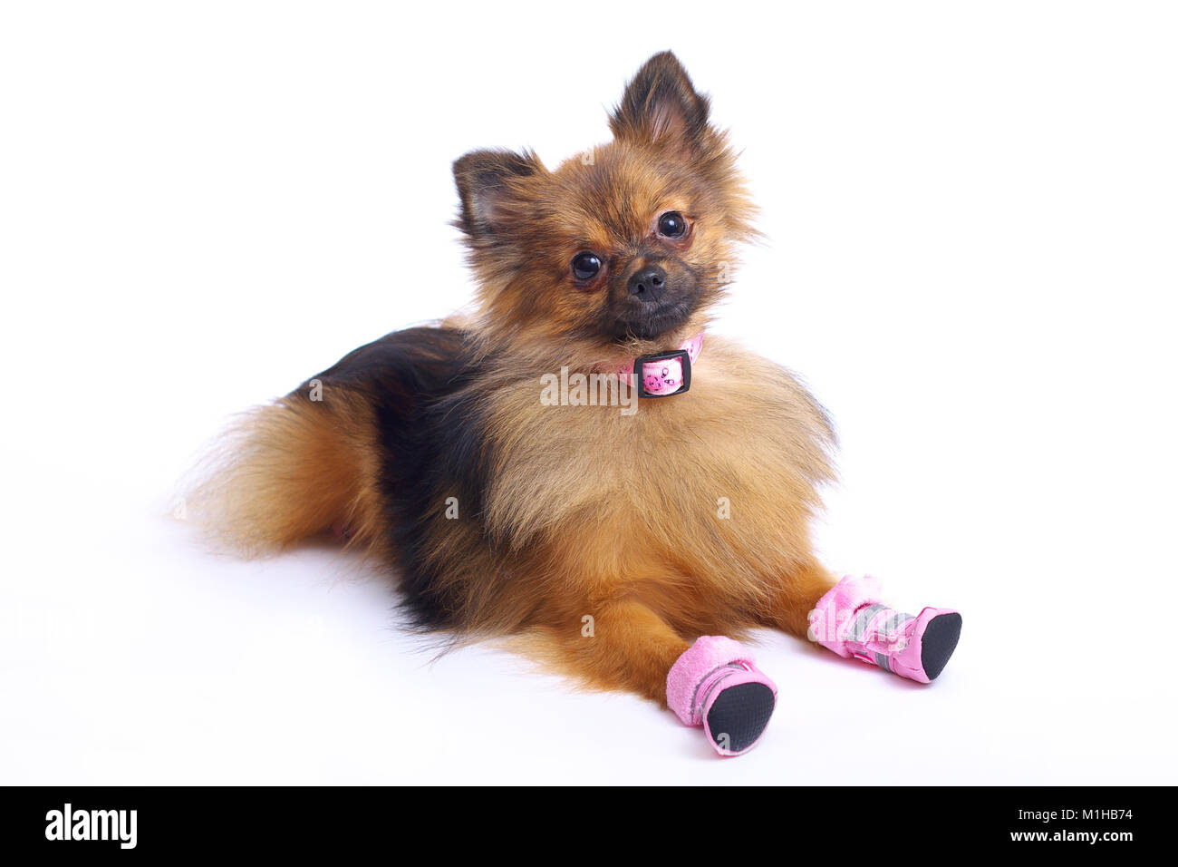Mintiendo German Spitz en zapatos Fotografía de stock - Alamy