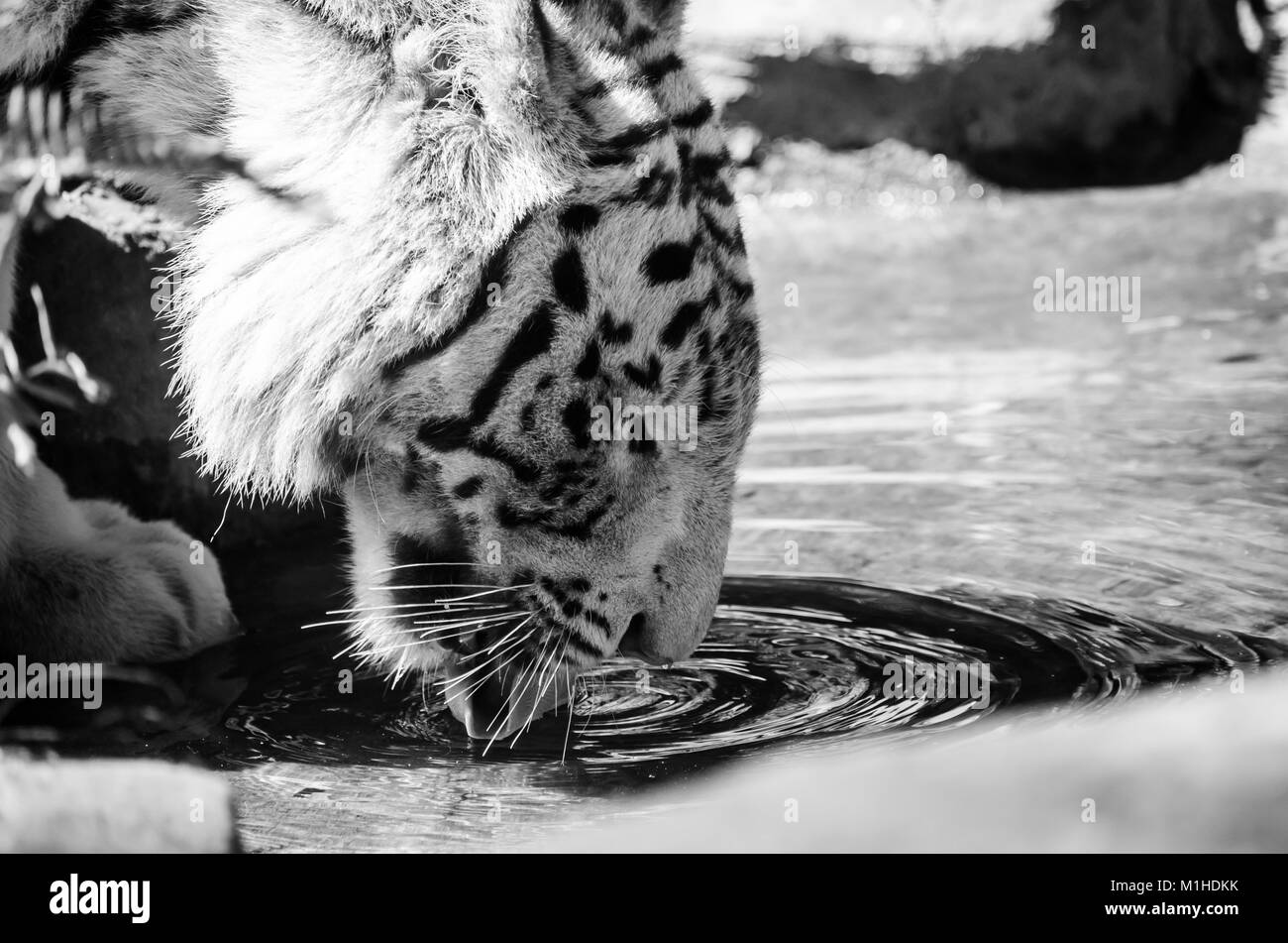 Tigre blanco agua potable pacíficamente bajo la brillante luz del sol Foto de stock