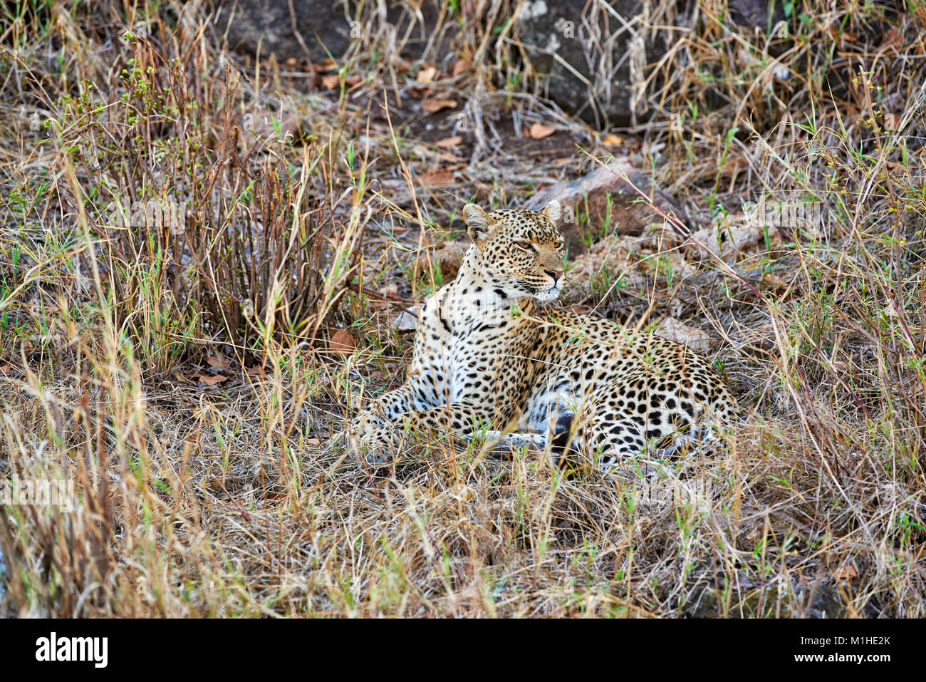 Hembra, leopardo Panthera pardus, en el Parque nacional Serengeti, sitio del patrimonio mundial de la UNESCO, Tanzania, África Foto de stock