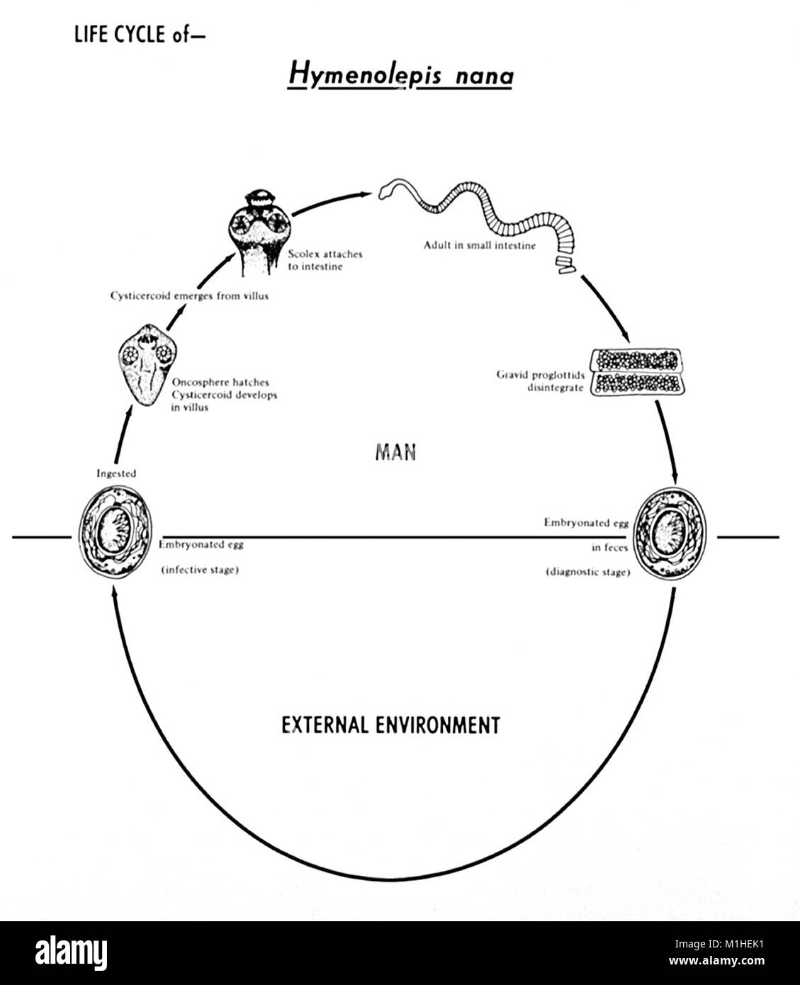 Hymenolepis fotografías e imágenes de alta resolución Alamy